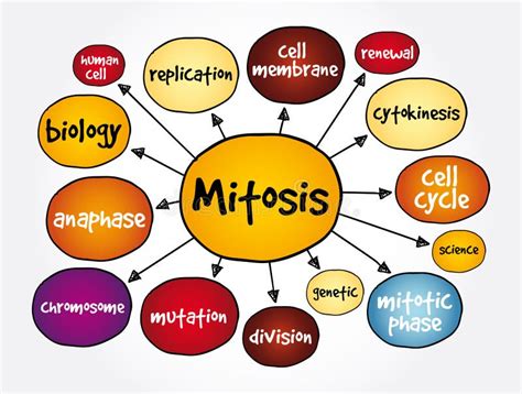 Mitosis Mind Map Medical Concept For Presentations And Reports Stock