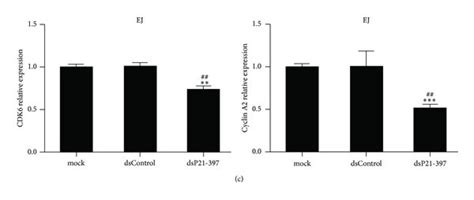 Dsp21 397 Inhibits Cyclins And Cdks Expression In Bc Cell Lines T24 Download Scientific