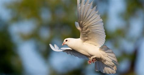 Vuela paloma, vuela...