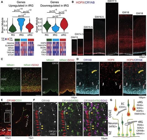 Transformation Of The Radial Glia Scaffold Demarcates Two Stages Of