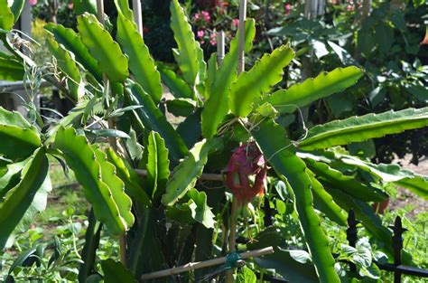 Hylocereus Undatus Pitaya Le Cactus Fleuri