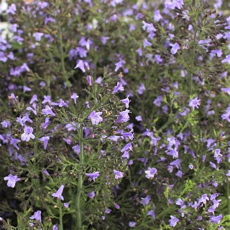 Calamintha Nepeta Hedebjergmynte Alle Stauder Staudemarken