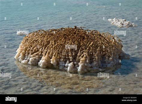 Salt formation on old bush in dead Sea water,Dead Sea,Israel,Asia Stock ...