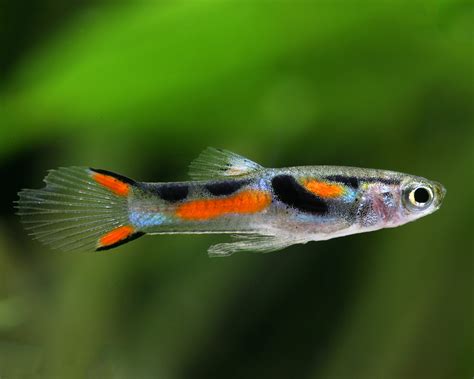 Endler Guppy Poecilia Wingei Garnelen Onlineshop