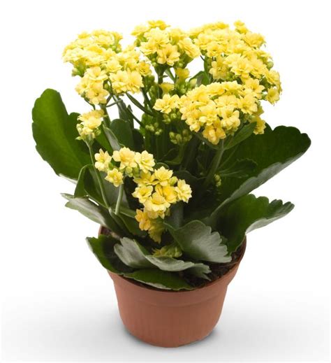 Collection Wallpaper Plant With Yellow Flowers And Green Leaves Sharp