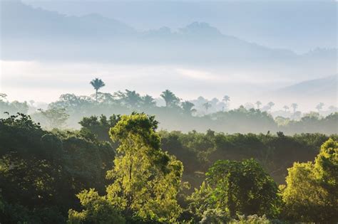 Premium Photo Jungle And Mountains In The Rainy Season In Mexico