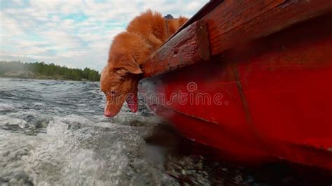 Perro Gracioso Atrapa Agua Movimiento Lento Recuperador De Peaje De