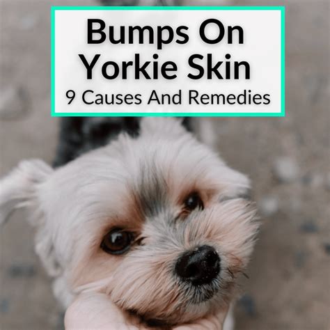 Bumps On Yorkie Skin (9 Causes And Remedies)