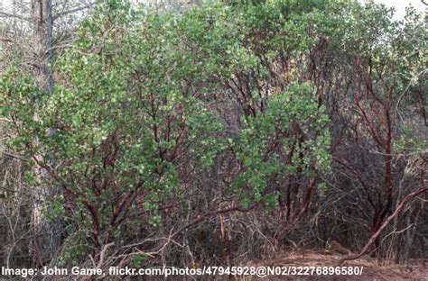 Types Of Manzanita Trees And Shrubs With Pictures Identification Guide