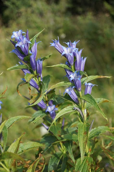 Gentiana Asclepiadea Willow Gentian Schwalbenwurz Enzian L Flickr