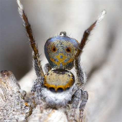 Seven New Species Of Dancing Peacock Spider Found Including One That Mimics A Wasp Daily