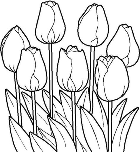 Tulip Flower Sketch - ClipArt Best