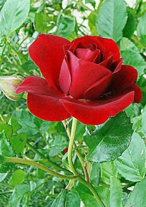 Imagenes De Rosas Lindas Imagenes Lindas | Images and Photos finder