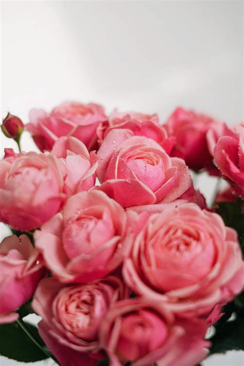 Arrangement of Pink Roses · Free Stock Photo