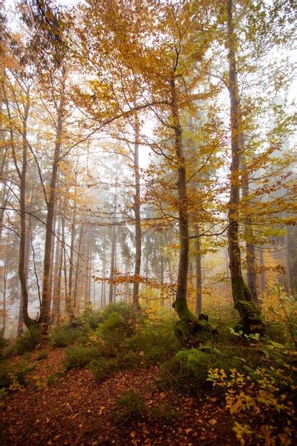 Premium Photo | The big old oak tree in the autumn forest