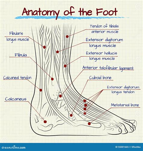 The Structure Of The Human Foot Stock Vector Image 55001665