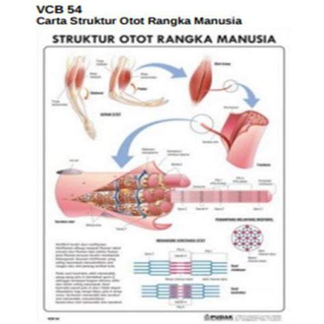 Carta Struktur Otot Rangka Manusia Vcb 54