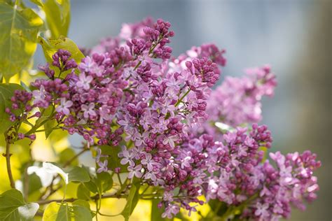 Lilacs Purple Flowers Free Photo On Pixabay Pixabay