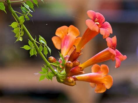 Campsis Radicans Trumpet Vine World Of Flowering Plants