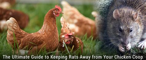 Ultimate Guide To Keep Rats Away From Your Chickens