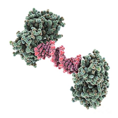 Hiv Polypurine Tract Molecular Model Photograph By Laguna Design