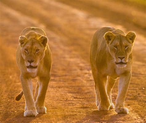 Dos Leonas Caminan Por La Carretera En El Parque Nacional Kenia