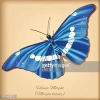 Helena Morpho Butterfly - Vector Stock Clipart | Royalty-Free | FreeImages