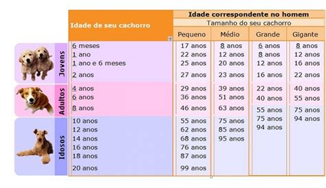 Cachorro É Filhote Até Que Idade - Como Calcular A Idade De Um Cachorro? | Mundo Ecologia