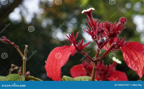 Mussaenda Erythrophylla Also Known As Ashanti Blood Stock Image Image