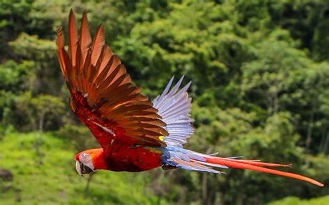 Listos Para Liberación De 10 Guacamayas Rojas En Copán Ruinas Diario La Tribuna