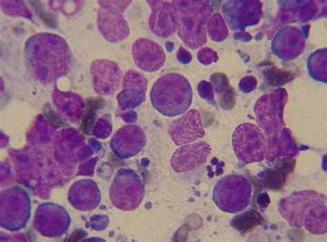 updates  canine lymphoma vetgirl veterinary ce blog vetgirl