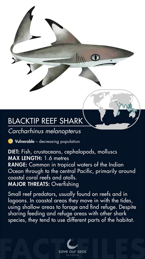 Blacktip reef shark - Save Our Seas Foundation