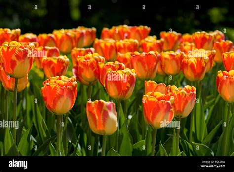 Yellow Darwin Hybrid Tulip Hi Res Stock Photography And Images Alamy