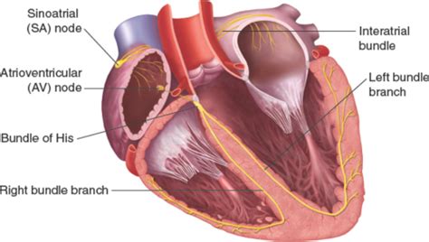 517 W5 Notes Cardiac Flashcards Quizlet