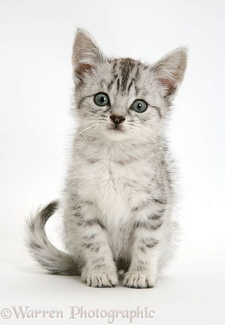 Maine Coon British Shorthair Cross British Shorthair