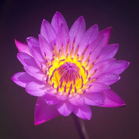 Purple Lotus Flower Photograph by Pixie Copley - Pixels