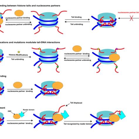 Binding Of Histone Tails To Nucleosomal And Linker Dna In The Context