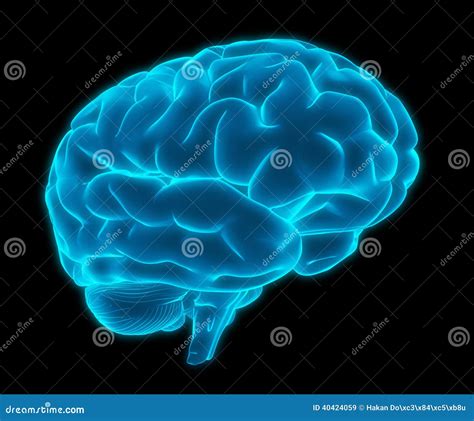 Blue D Human Brain Model Stock Illustration Illustration Of Insight