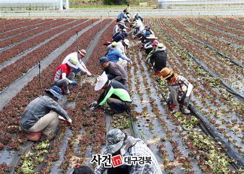 영양군 기관단체 우박 피해농가 일손 지원다경뉴스