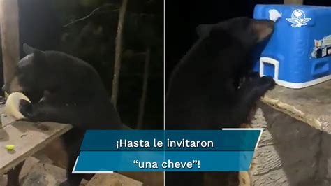 Pap E Hijo Beb An Cerveza En Monterrey Un Oso Los Sorprendi Youtube