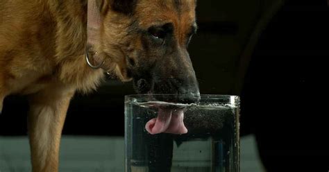 How Dogs Drink Water Compared To Cats Pet Sitting Algarve