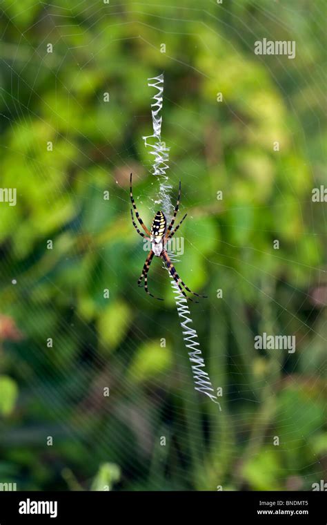 Black And Yellow Argiope Spider Stock Photo Alamy