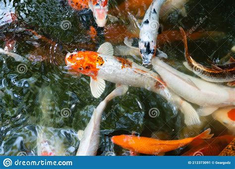 Peixe Koi Ou Peixe Carpa Nadando Na Lagoa Imagem De Stock Imagem De