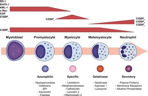 Neutrophil Maturation Sequence