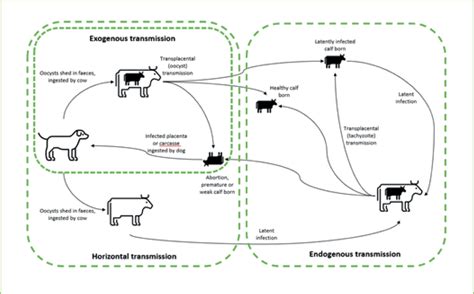 Uk Vet Livestock Neospora In Uk Cattle