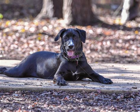 年轻的拉布多猎犬在亚拉山庄玩耍实验室的小狗第高清图片下载 正版图片503661914 摄图网