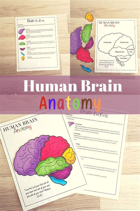 Human Brain Anatomy for Kids | Printable Resources