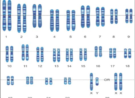 Bio 111 Final Review Flashcards Quizlet