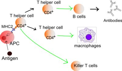 Lymphocytes - Physiopedia