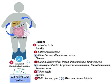 Gut Microbiome Dysbiosis In Nafld Nafld Is Closely Related To Download Scientific Diagram